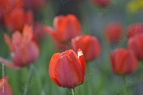 Red tulips in the home garden. Flowers in spring. April evening.