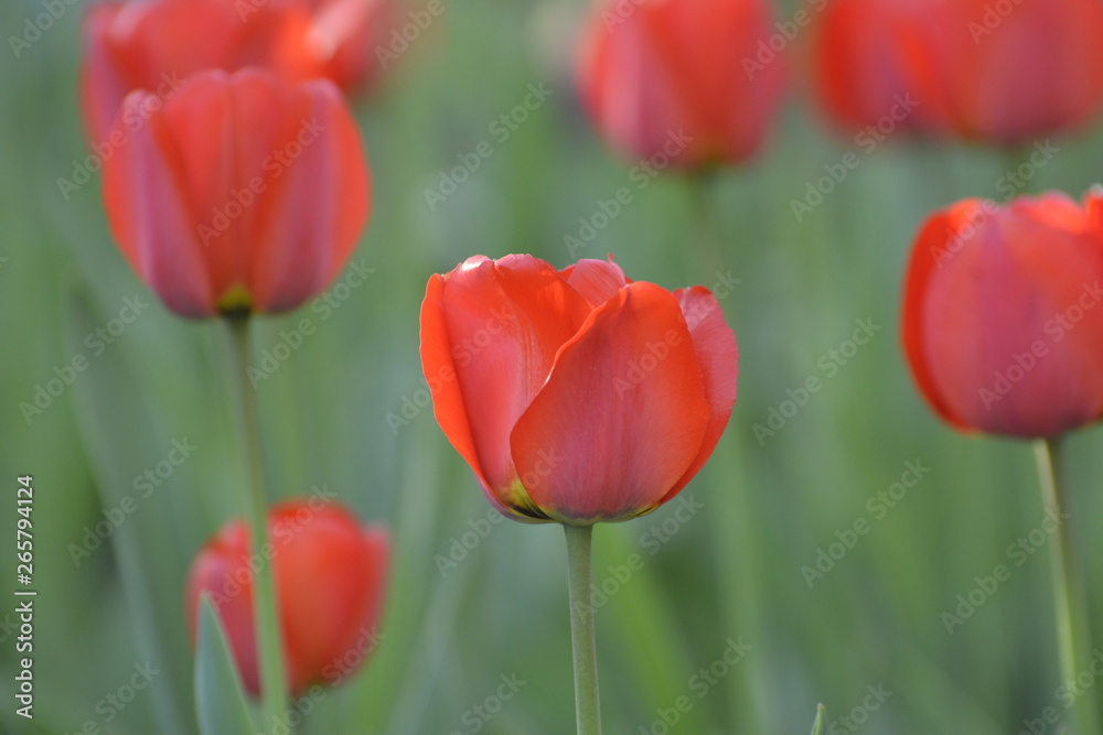Red tulips in the home garden. Flowers in spring. April evening. Red tulips in the home garden. Flowers in spring. April evening.