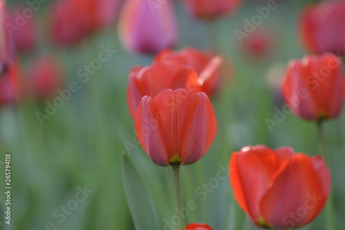 Red tulips in the home garden. Flowers in spring. April evening.