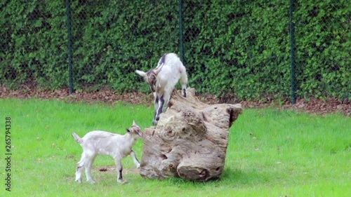 small goat kid playing and jumping on a stump