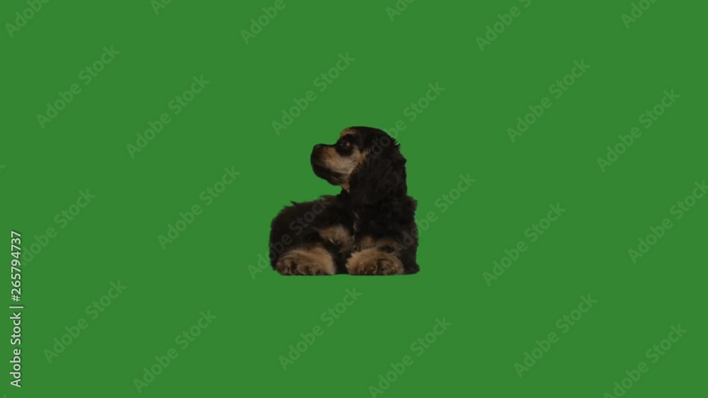 Spaniel on a green screen Spaniel on a green screen