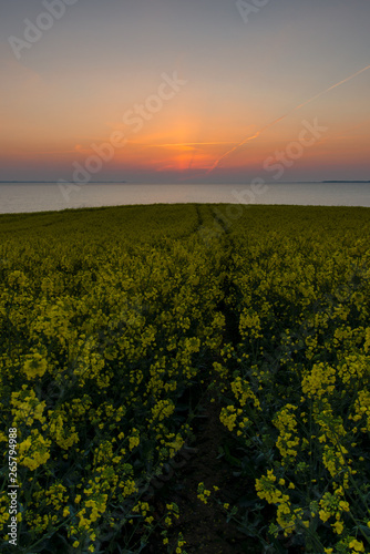 Rapsblüte Ostsee