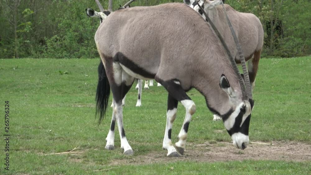 South African oryx (Oryx gazella), beautiful antelope South African oryx (Oryx gazella), beautiful antelope