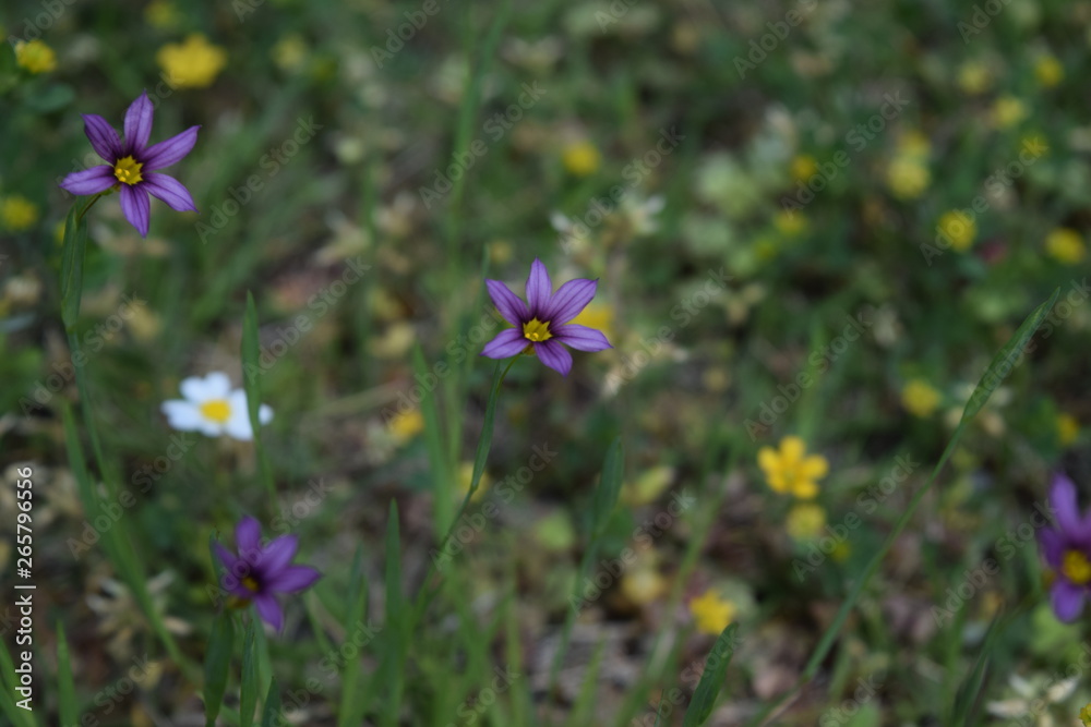 Fototapeta premium ニワゼキショウ