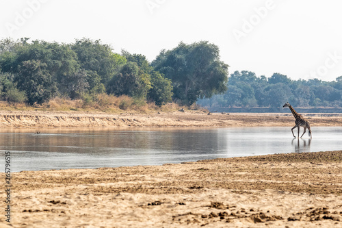 Thornicroft Giraffe crossing river in Africa