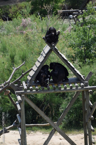 Family of black monkeys in a wooden hut.