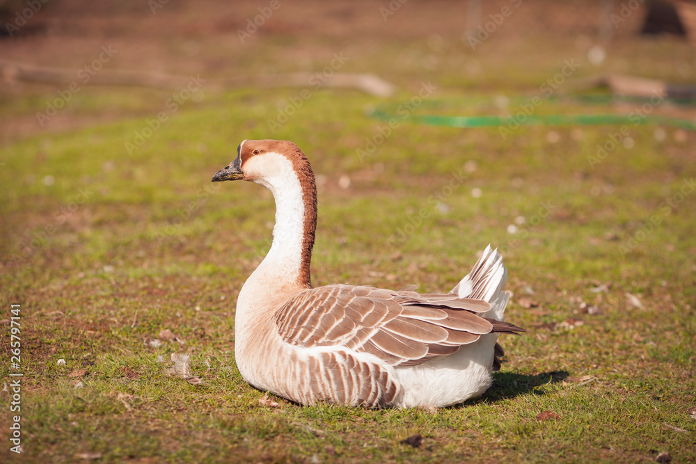 Geese on traditional free range poultry farm. Geese on traditional free range poultry farm.