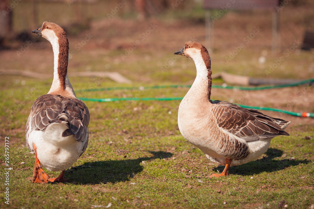 Geese on traditional free range poultry farm. Geese on traditional free range poultry farm.