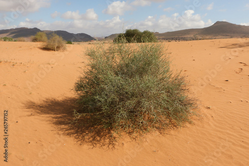 Ephedra alata in saharian landscape, Marocco