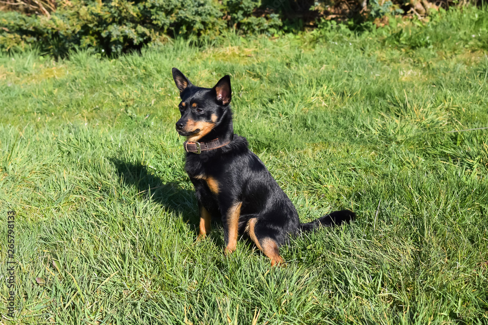 Little black dog sits on the green grass in the park.