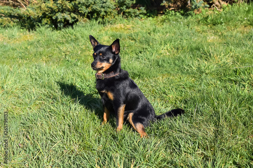 Fotografie Little black dog sits on the green grass in the park.