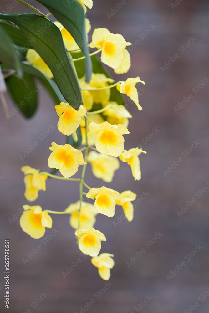 Yellow orchid flower (Dendrobium lindleyi Steud) blossom in summer season, Thailand Yellow orchid flower (Dendrobium lindleyi Steud) blossom in summer season, Thailand