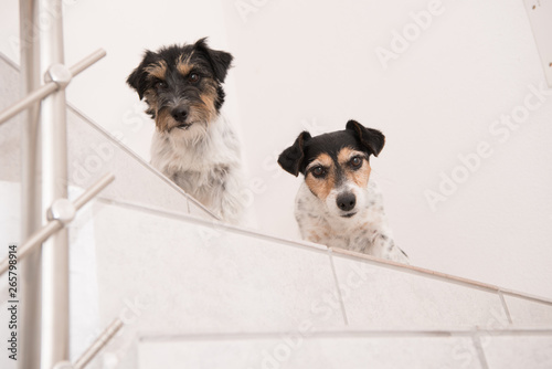 little Jack Russell Terrier dogs are sits on a stairs and looks forward