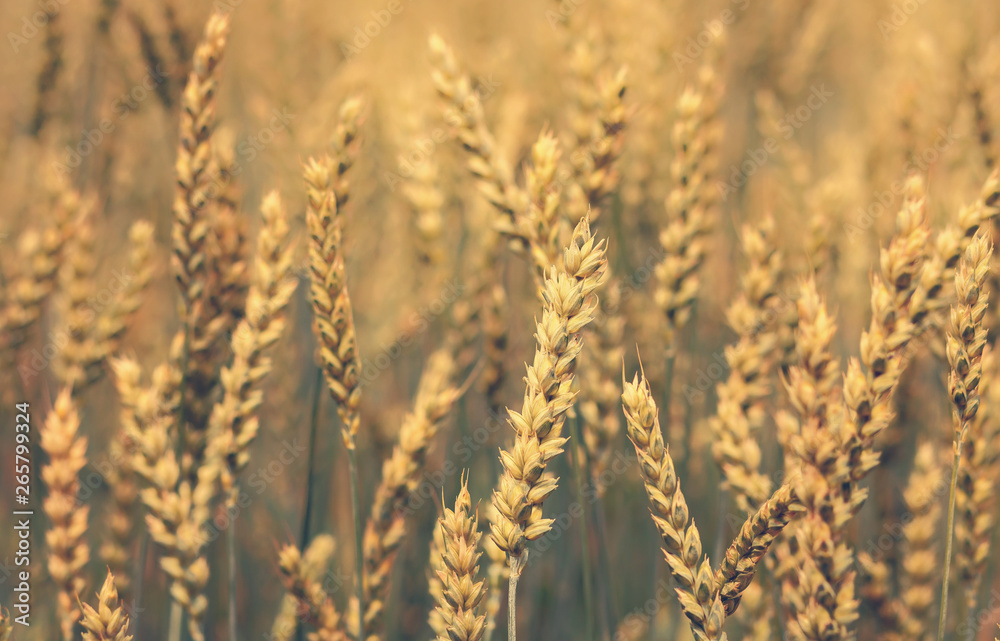 Obraz premium golden ears of wheat or rye, close up with drops of dew. majestic rural landscape
