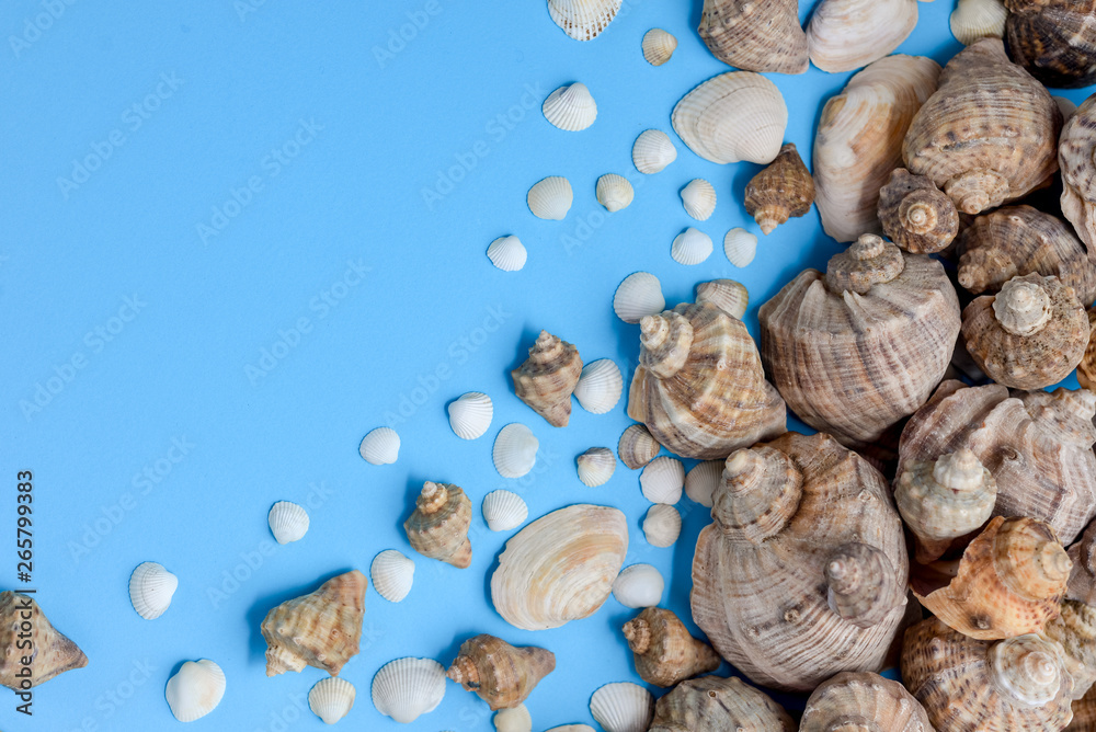 Creative flat lay concept of summer travel vacations. Top view of various kinds seashells on blue background. Copy space in minimal style, template for text