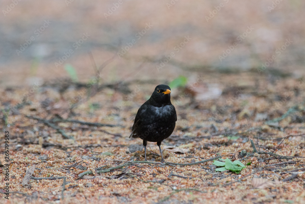 Fototapeta premium blackbird (turdus merula)