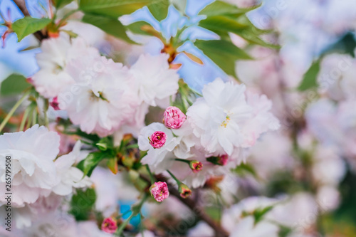 Fototapeta Naklejka Na Ścianę i Meble -  blooming cherry tree