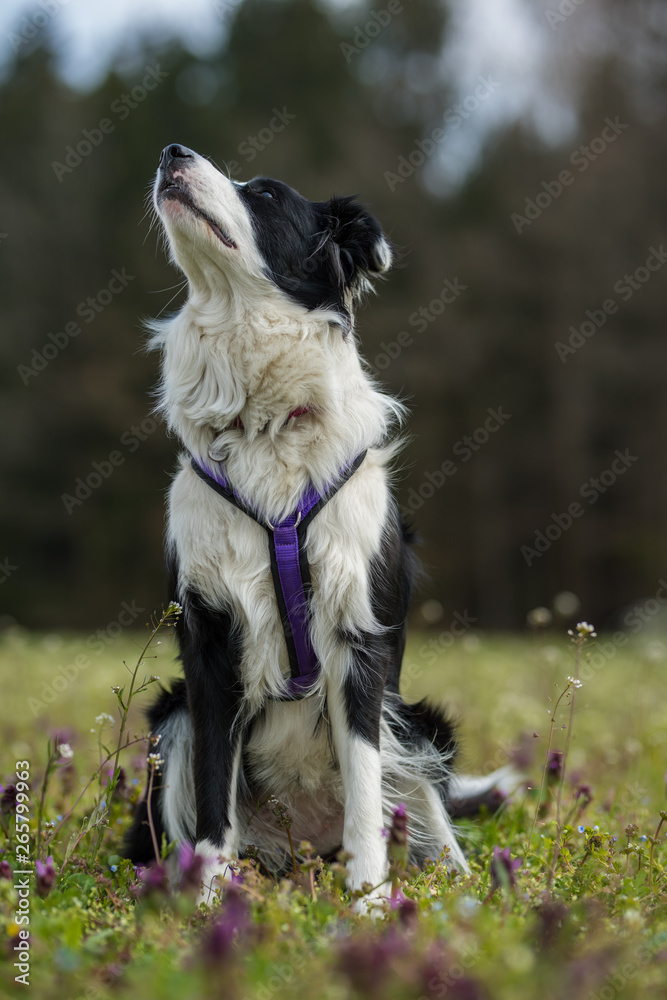 Young border collie dog looking up