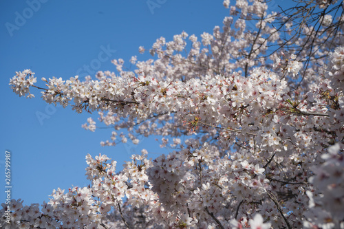 Japanese cherry blossom viewing spots in Kawagoe, Saitama, Japan 