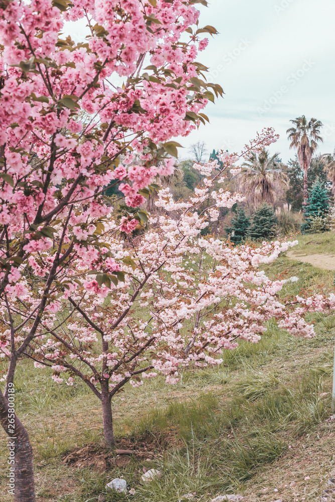 blooming cherry tree