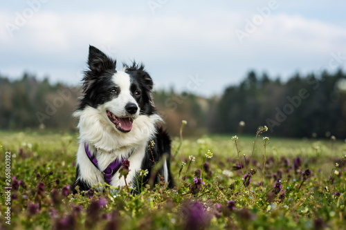 Foto Young border collie in a flower meadow