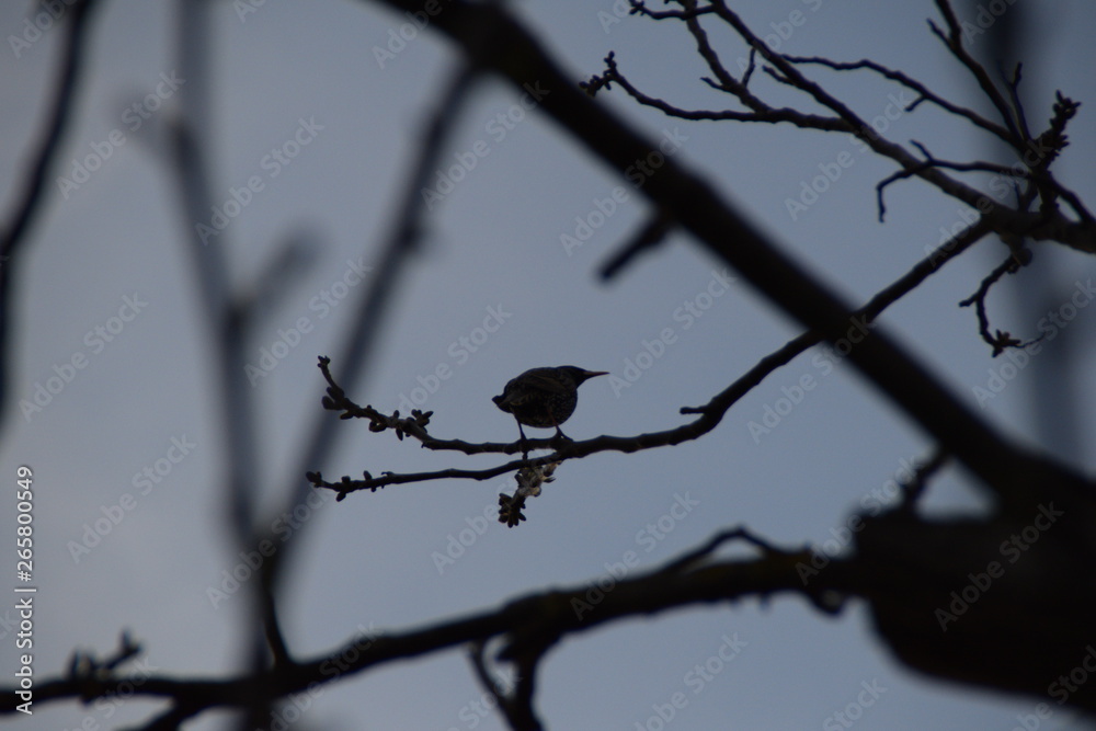 Obraz premium Common Starling on a branch of walnut, Sturnus vulgaris