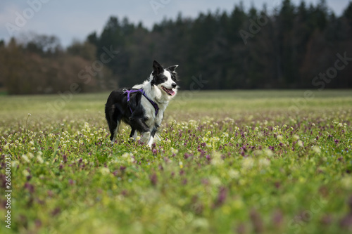 Young border collie in a flower meadow