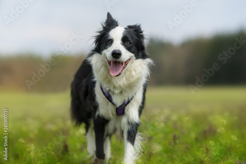 Young border collie in a flower meadow