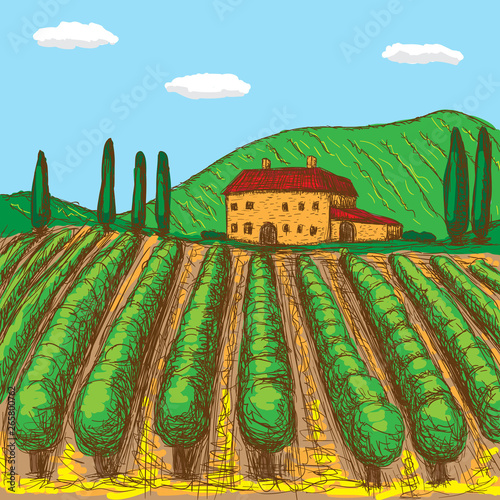 Italian vineyards painted with a touch of color. vector illustration.