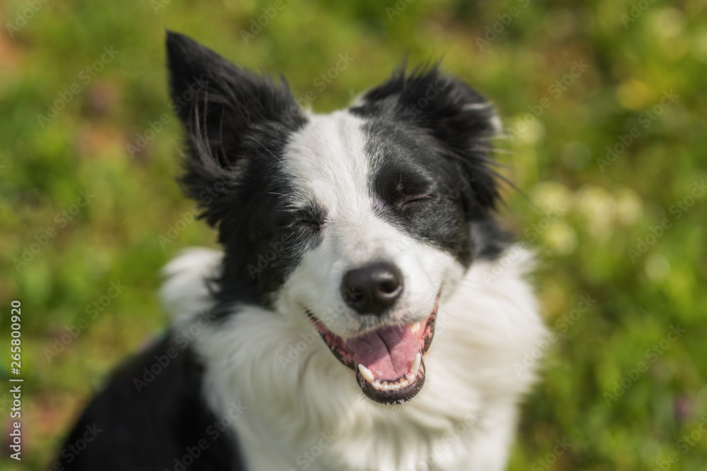 Winking border collie in a meadow
