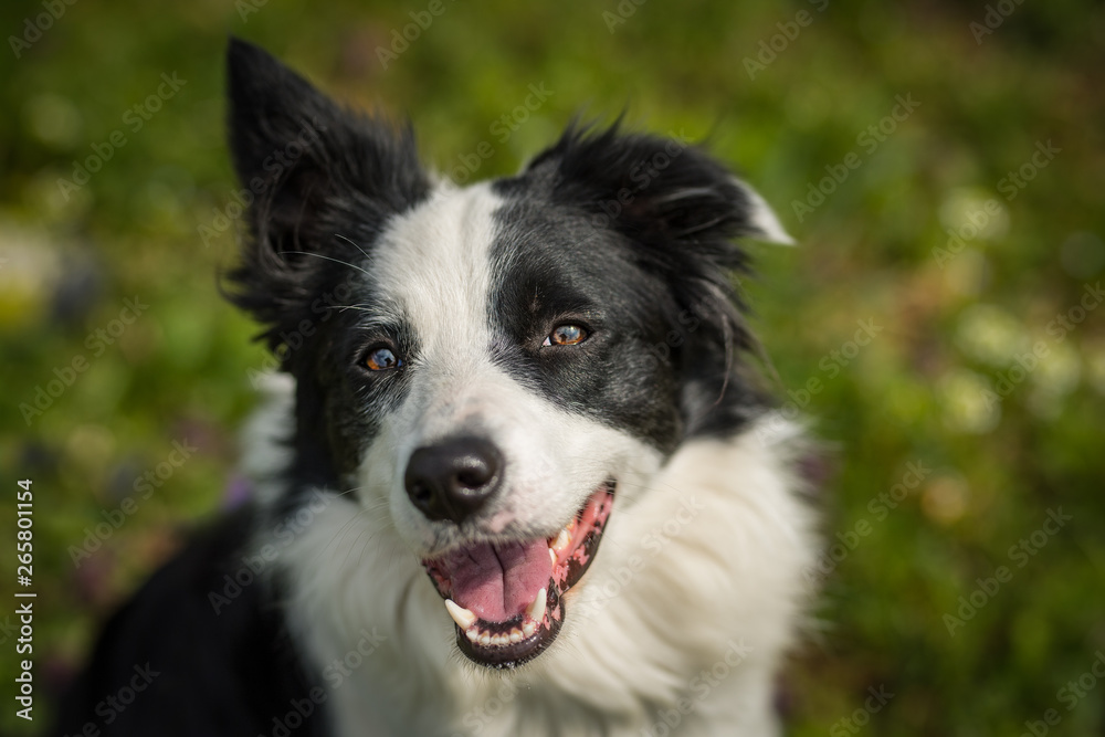 Young border collie in a meadow looking up