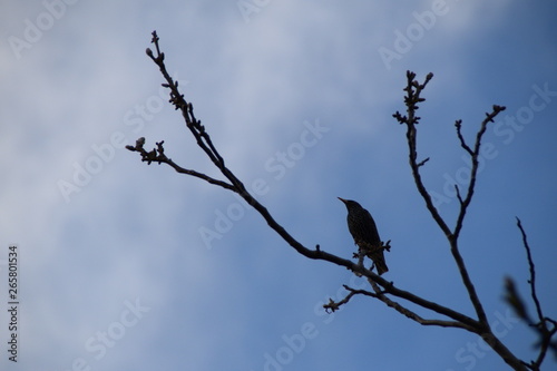 Common Starling on a branch of walnut  Sturnus vulgaris