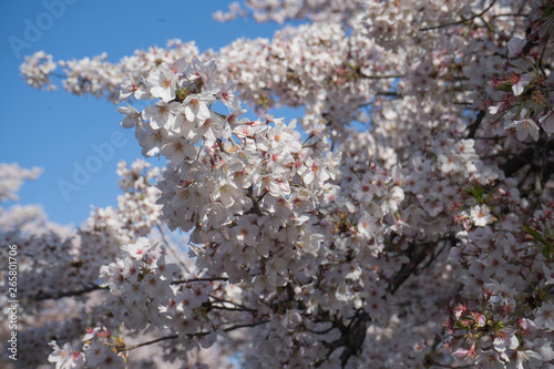 Japanese cherry blossom branches under blue sky 