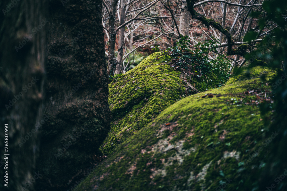 Forêt celte Forêt celte