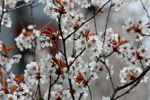 In spring time cherry trees bloom with white flowers © puteli