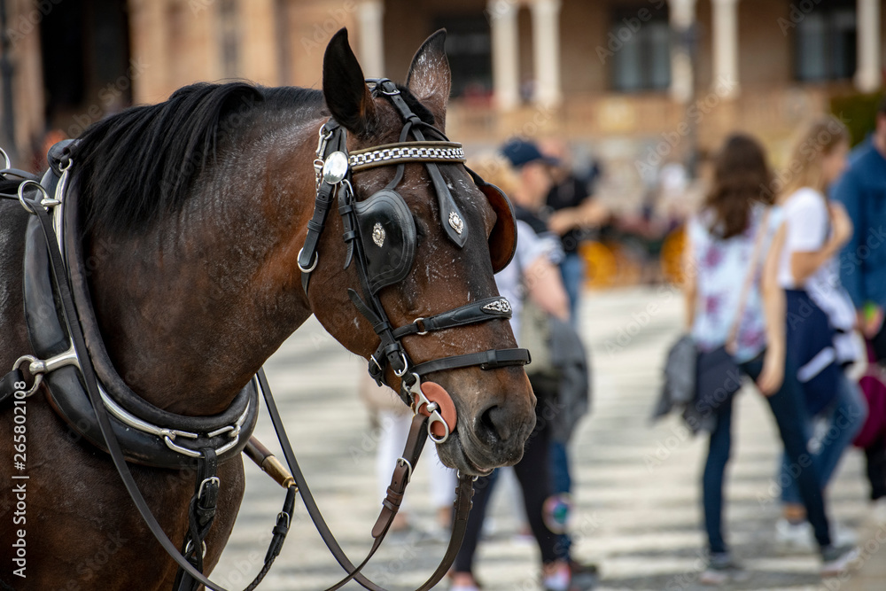 Caballo de tiro de carreta en la plaza de España en Sevilla Caballo de tiro de carreta en la plaza de España en Sevilla