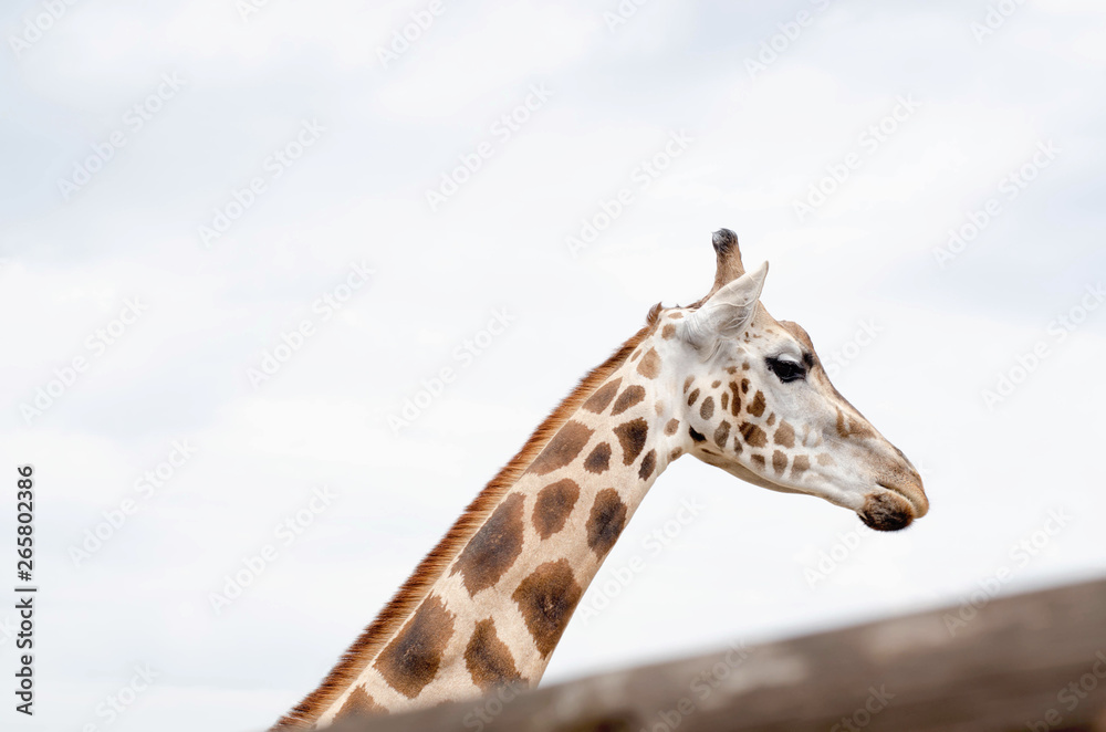 Photo of a live giraffe close-up against the sky. Photo of a live giraffe close-up against the sky.