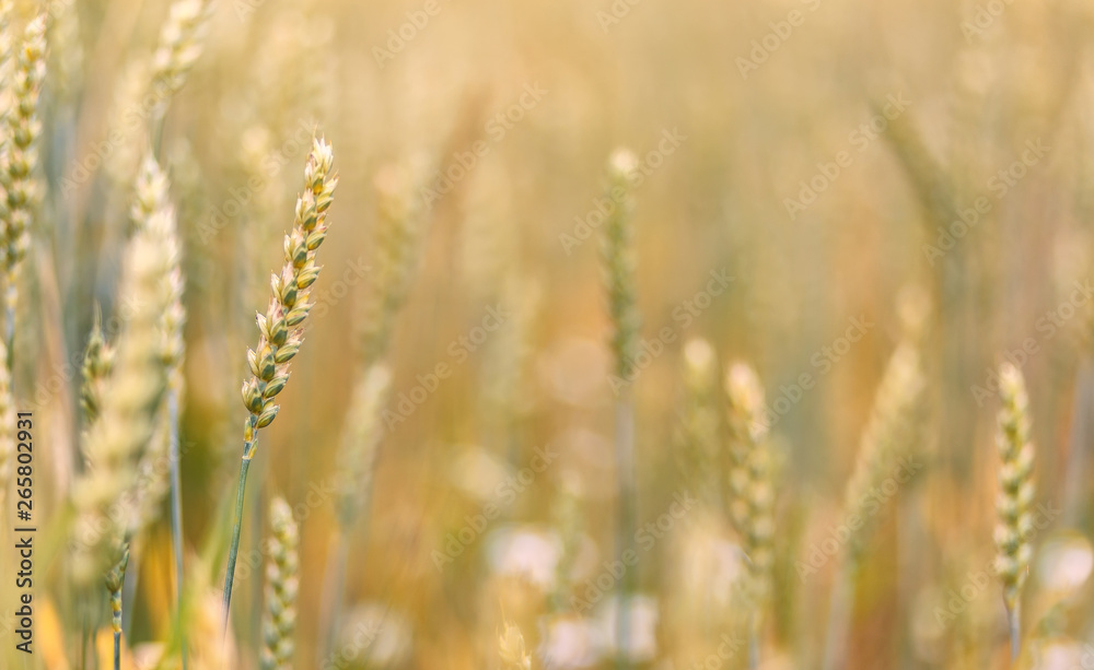 Wheat field. full of ripe grains, golden ears of wheat or rye close up. Wheat field. full of ripe grains, golden ears of wheat or rye close up.