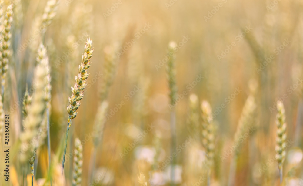 Wheat field. full of ripe grains, golden ears of wheat or rye close up.