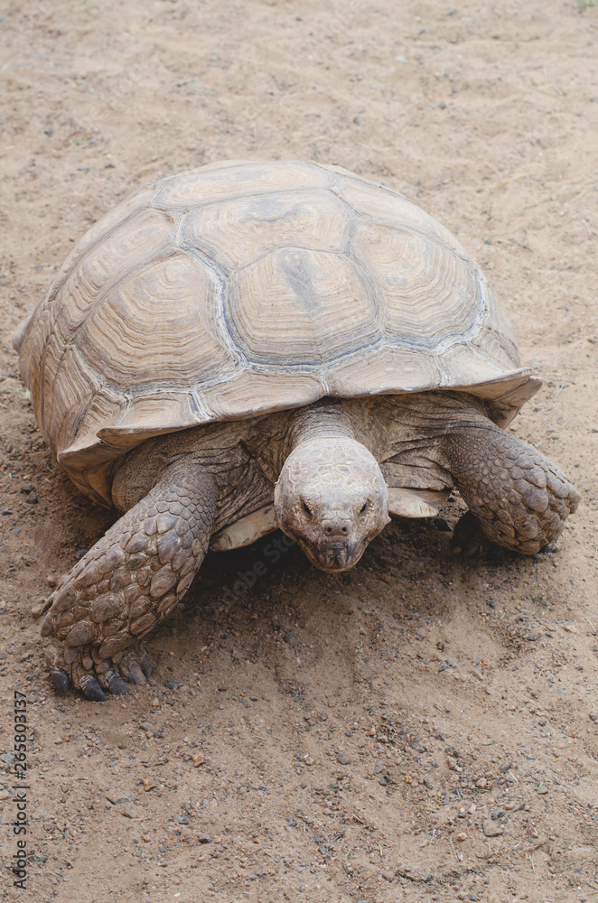 A huge live turtle crawling through the sand. A huge live turtle crawling through the sand.