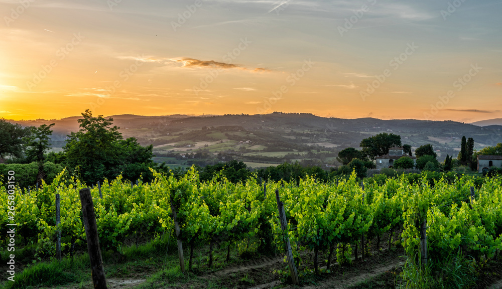 Fototapeta premium Traditional countryside and landscapes of beautiful Tuscany. Vineyards in golden colors and cypresses. Italy.