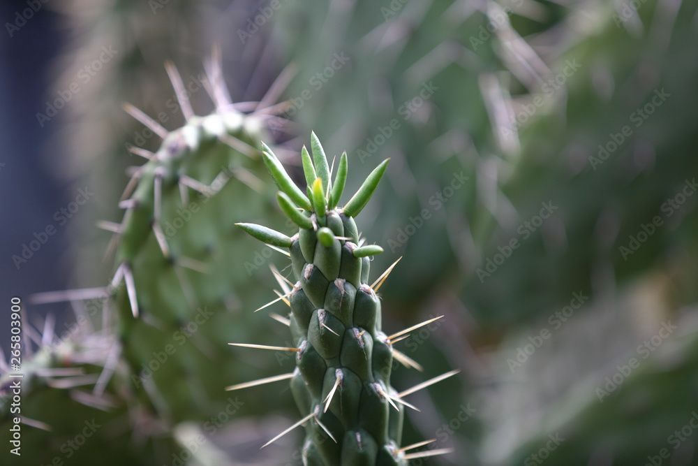 Cactus. Rare exotic succulent from the family of the perennial flowering plants Cactus. Rare exotic succulent from the family of the perennial flowering plants