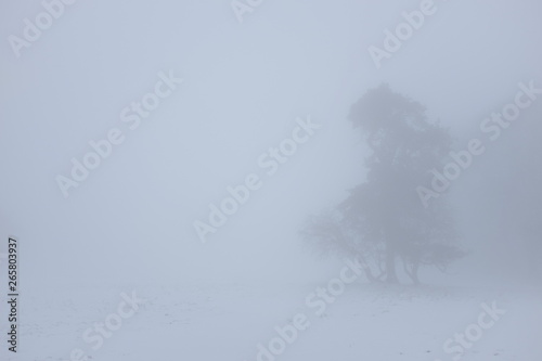 Misty landscape
