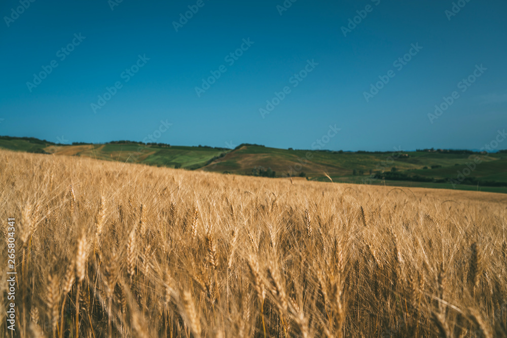 Wheat field Tuscany, Italy, Europe. Rural scenery. Background of ripening of wheat field. Rich harvest concept.