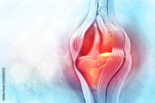 Photography Anatomy of human knee joint