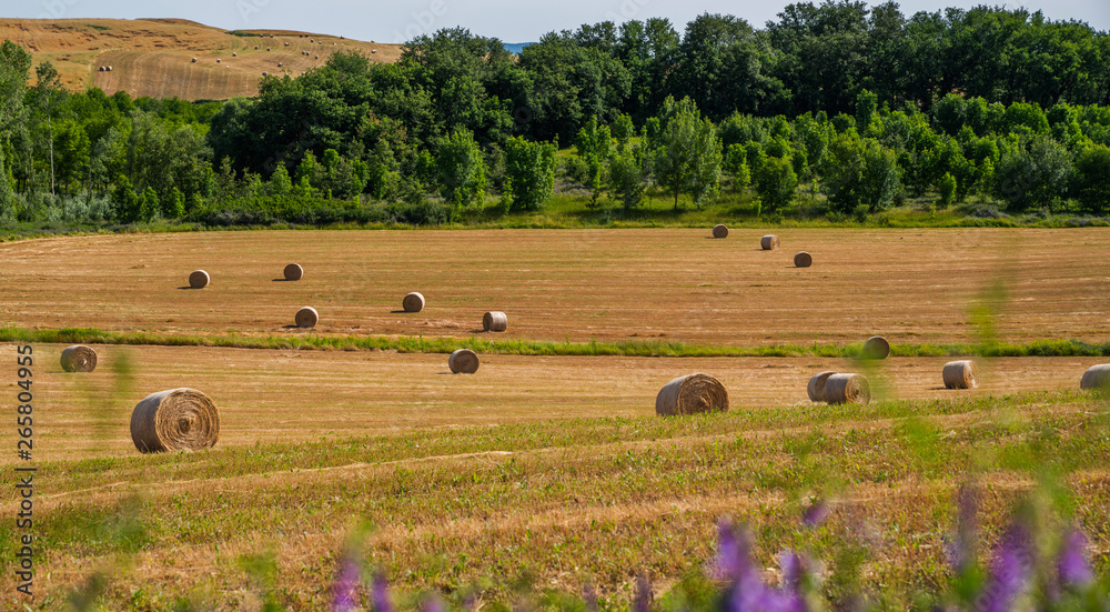 Obraz premium Wheat field Tuscany, Italy, Europe. Rural scenery. Background of ripening of wheat field. Rich harvest concept. Perfect harvest landscape with straw bales amongst fields.