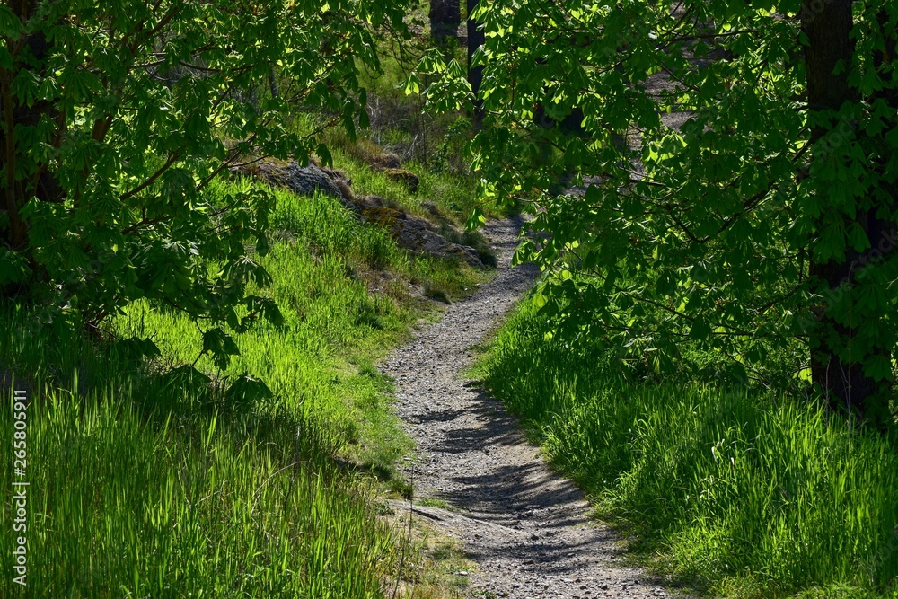 Obraz premium Spring landscape with forest path.