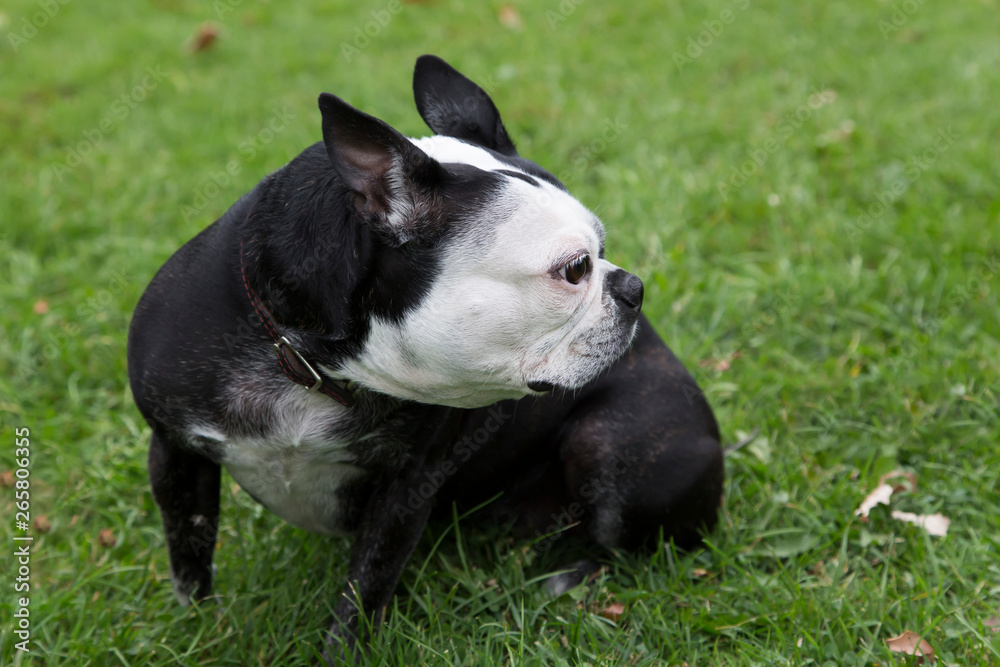 Cute black and white Boston Terrier seen sitting in lawn looking back in profile during a fall afternoon, Montreal, Quebec, Canada