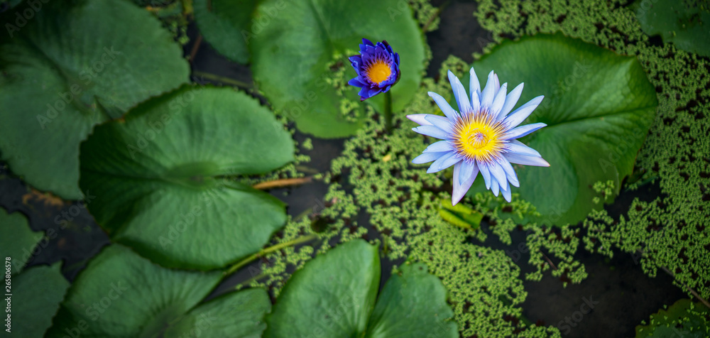 Beautiful water lily or lotus flower with green leaf in pond. Nature background. Lotus flower in the natural conditions of the reservoir. Beautiful water lily or lotus flower with green leaf in pond. Nature background. Lotus flower in the natural conditions of the reservoir.