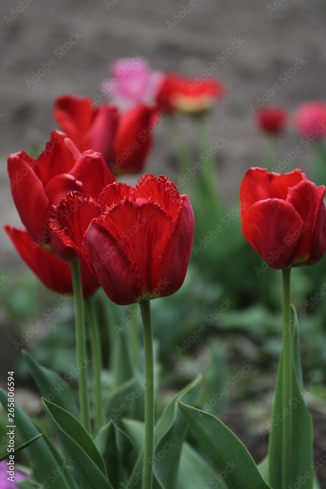 Red tulips close up on a blurred background